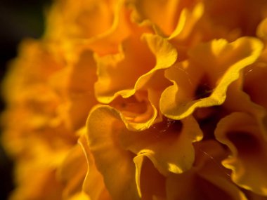 Sokakta Marigold. Açık havada. 