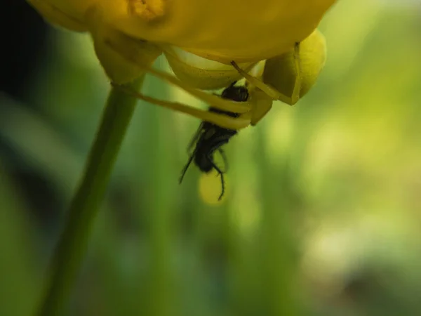 蜘蛛在一朵黄色的花上杀死了一只苍蝇 — 图库照片