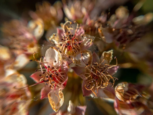 Physocarpus Opulifolius Diabolo Саду — стоковое фото