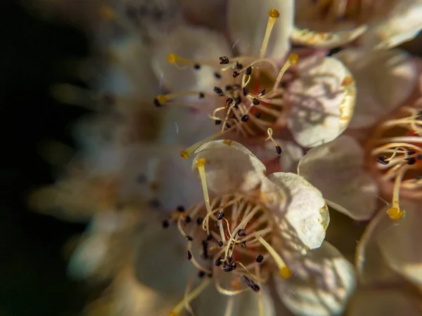 Physocarpus Opulifolius Diabolo Jardín — Foto de Stock