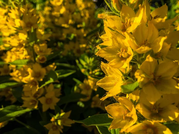 Moneywart は通りでいた Lysimachia — ストック写真