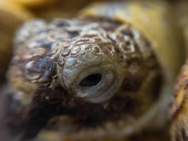 Schildkrötenmakro Haus — Stockfoto