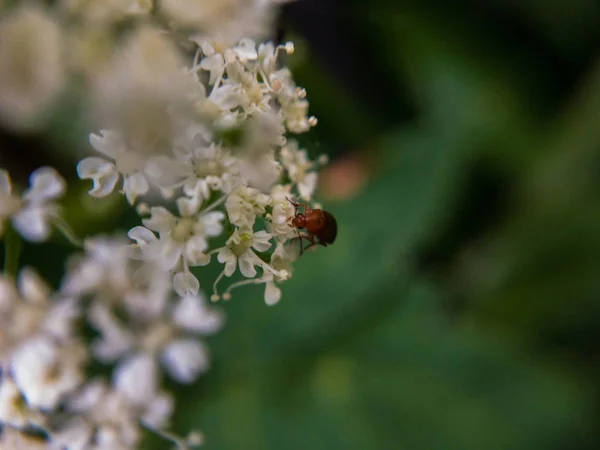 Bug Flor Macro — Fotografia de Stock