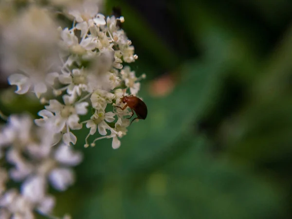 Bug Kwiat Makro — Zdjęcie stockowe