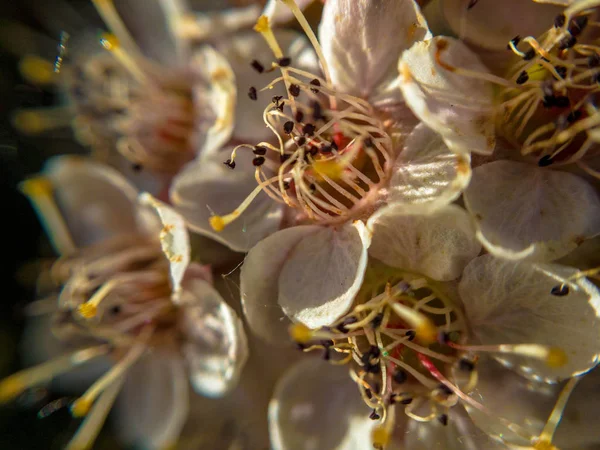 Physocarpus Opulifolius Diabolo Jardim Fotos De Bancos De Imagens Sem Royalties