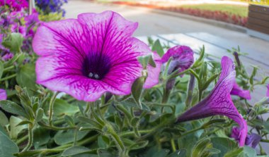 bir bahçe içinde pembe Petunya.