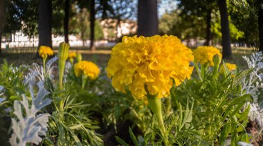 Tagetes bir sokakta erecta.