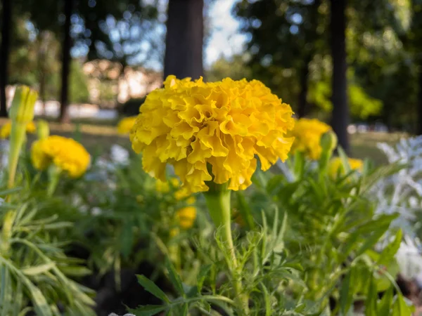 Tagetes Erecta Uma Rua — Fotografia de Stock