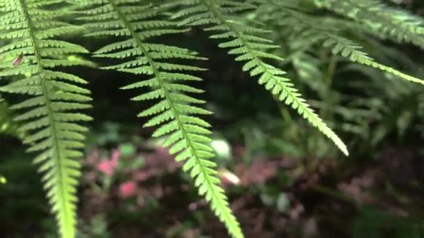 Plantas Florestais Selvagens Mundo Florestal — Vídeo de Stock