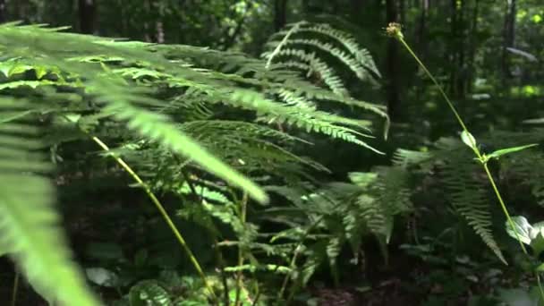 Divoké Lesní Rostliny Lesní Svět — Stock video