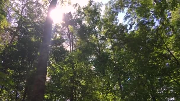 Sonnenlicht Durch Die Bäume Wald — Stockvideo