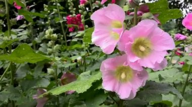  Bahçede çiçek sallar