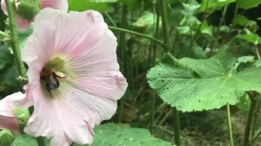 Bumblebee çiçek polen toplar