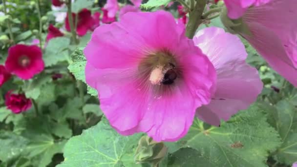 Bumblebee Collects Pollen Flower — Stock Video