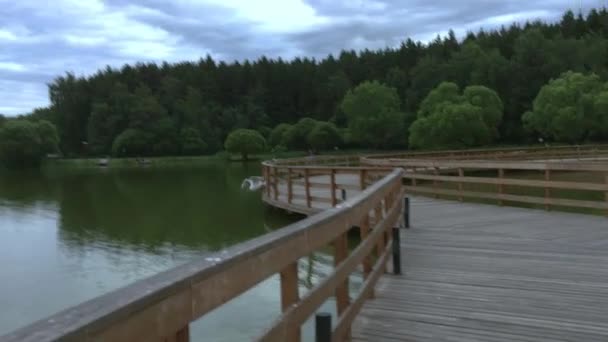 Zeemeeuw Vliegen Het Meer Laag Naar Het Water — Stockvideo