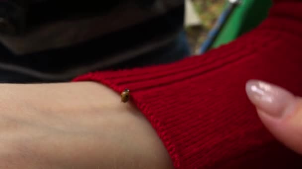 Lieveheersbeestje Crawlt Hand Van Een Meisje — Stockvideo