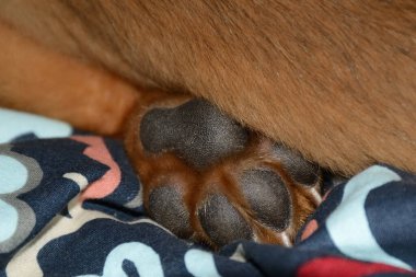 Yatakta uyuyan yavru köpek pençesi.