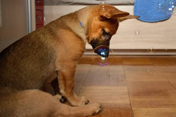 Pretty dog playing with soap bubbles