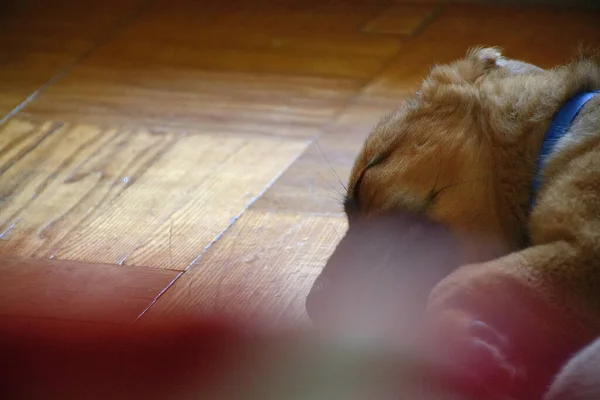 Hübscher Hund Schläft Auf Einem Fußboden — Stockfoto