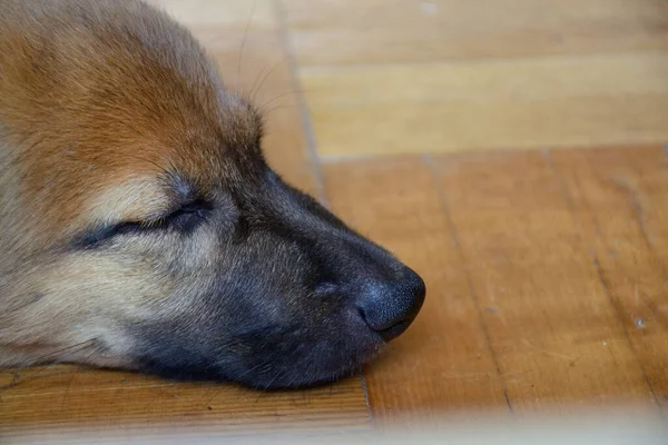 床で寝てる可愛い犬 — ストック写真