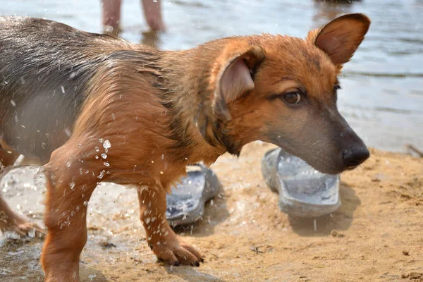 The puppy bathes in the lake.