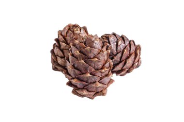 Beyaz arkaplan üzerindeki sedir konileri izole et