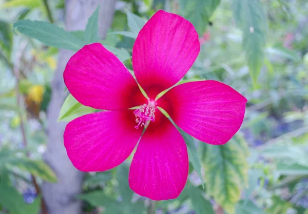 Flor Con Pétalos Rosa Cerca — Foto de Stock