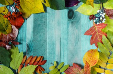 açık yeşil zemin üzerinde parlak sarı, kırmızı, yeşil yapraklar ve böğürtlen içeren ahşap arkaplan metin sonbahar arka planı altında