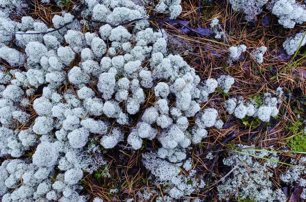 Natuurlijke Achtergrond Een Bed Van Mos Een Naaldbos Close — Stockfoto