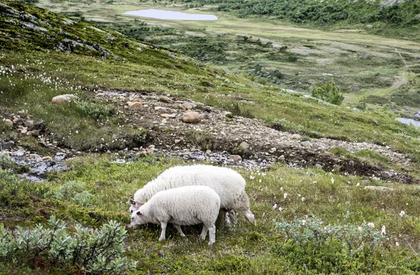 Zwei Weiße Schafe Fressen Gras Den Bergen — Stockfoto