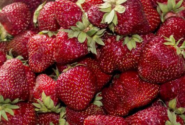 Doğal Bahçe çilek büyük meyveler. Yeşil sapları ile koyu kırmızı olgun meyveler