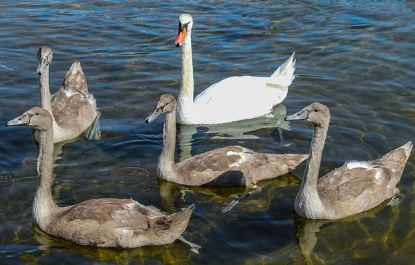 Cigno Bianco Quattro Oche Grigie Nuotano Nel Lago Teste Degli — Foto Stock