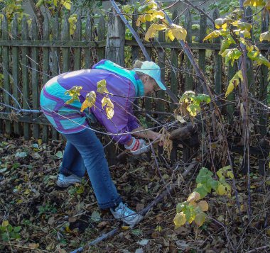 Orta yaşlı bir kadın bir balta ile bir çalı çitin yanında temizler. Bahar zamanı. Kalıplaşmış kırma ve en beklenmedik yerlerde çalışan kadın.