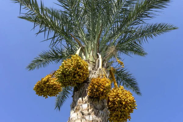 Tropical palm with dates fruits.Bottom view