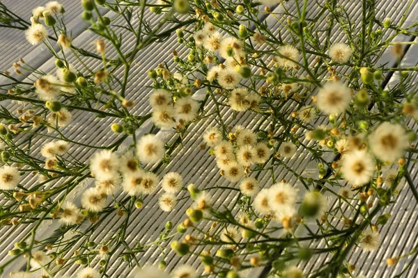 Simple, fluffy flowers on a bright ribbed surface.
