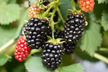 Blackberry bahçede yetişiyor. Böğürtlenli ve olgunlaşmamış böğürtlen. Doğal eczane. Organik yiyecekler. Kilerde vitaminler