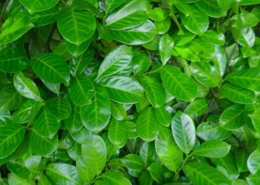 Sadece yeşil yapraklar.