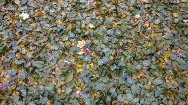 düşen yapraklar halı