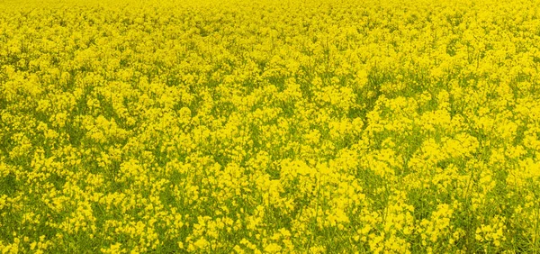Colza Brassica Napus Floração Amarela Brilhante Representativa Família Brassicaceae Família — Fotografia de Stock