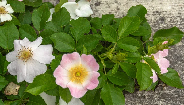 Gri arka planda narin beyaz ve pembe gül kalçası çiçekleri. Doğal güzellik. Kırılganlık ve zarafet..