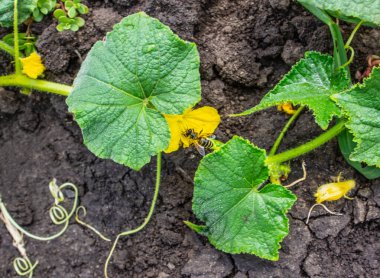 Doğal koşullarda çevre dostu, organik ürünler yetiştirmek. Kahverengi toprakta parlak yeşil yapraklar ve sarı çiçekler. Çiçekteki küçük arı. Kendi kendimize yetiştirdiğimiz sağlıklı ve sağlıklı yiyecekler..