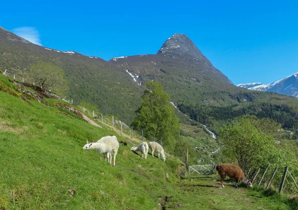 Weiße Und Braune Lamas Fressen Grünes Gras Almweide Mit Hecken — Stockfoto