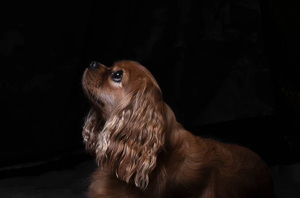 Pes Černém Pozadí Vzhlíží Boční Pohled Stock Obrázky