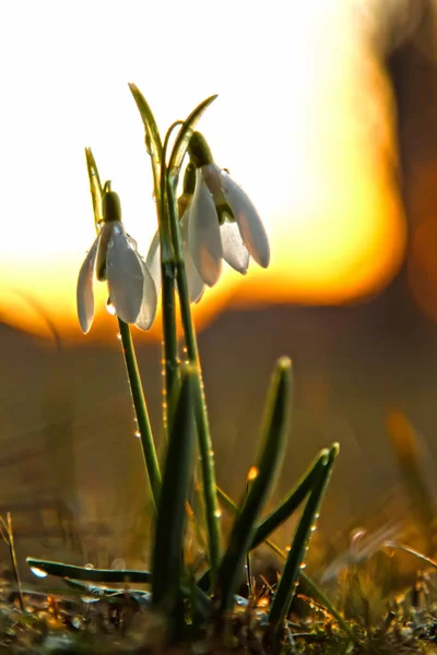 gün batımında beyaz kardelen