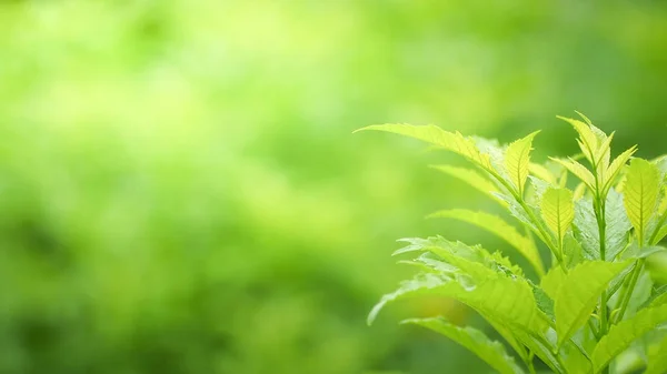 Naturliga Gröna Blad Med Suddig Bokeh Våren Eller Sommaren Bakgrund — Stockfoto