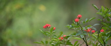 Aşk için güzel güller.
