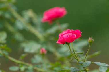 Aşk için güzel güller.