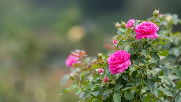 Mooie Rozen Voor Een Liefdesachtergrond — Stockfoto