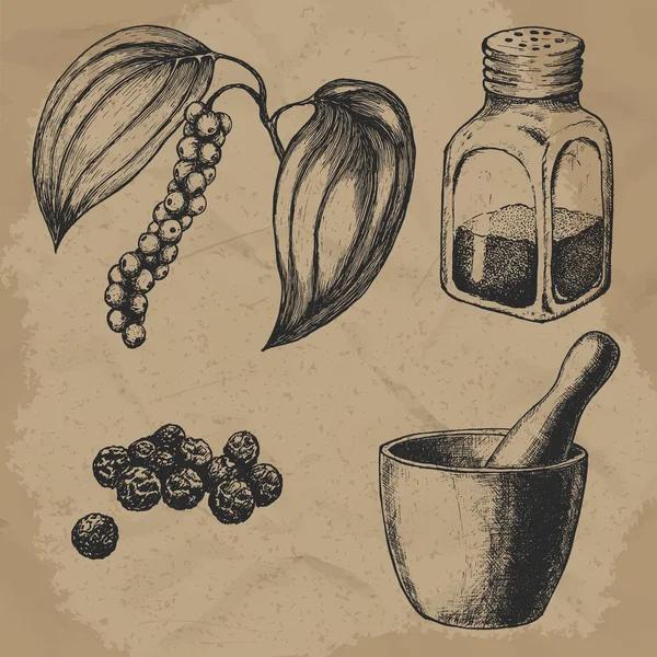 Black pepper, plant and seeds. Hand mortar with a pestle. Glass pepper. Vintage hand-drawn vector set for design. — Stock Vector