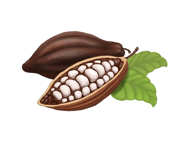 Pod kokoa dengan biji kakao, terisolasi pada latar belakang putih. Ilustrasi raster — Stok Foto